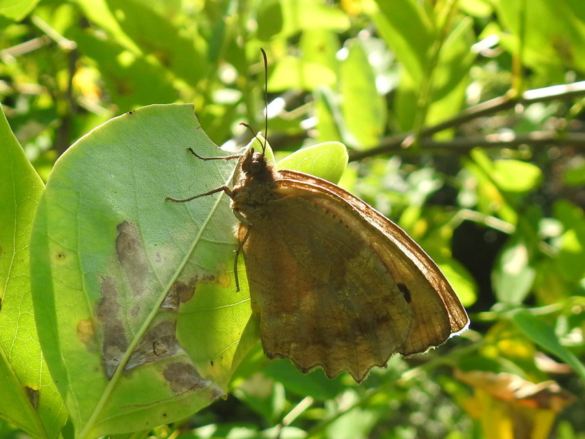 Minois dryas - fekete szemeslepke Minois dryas - fekete szemeslepke