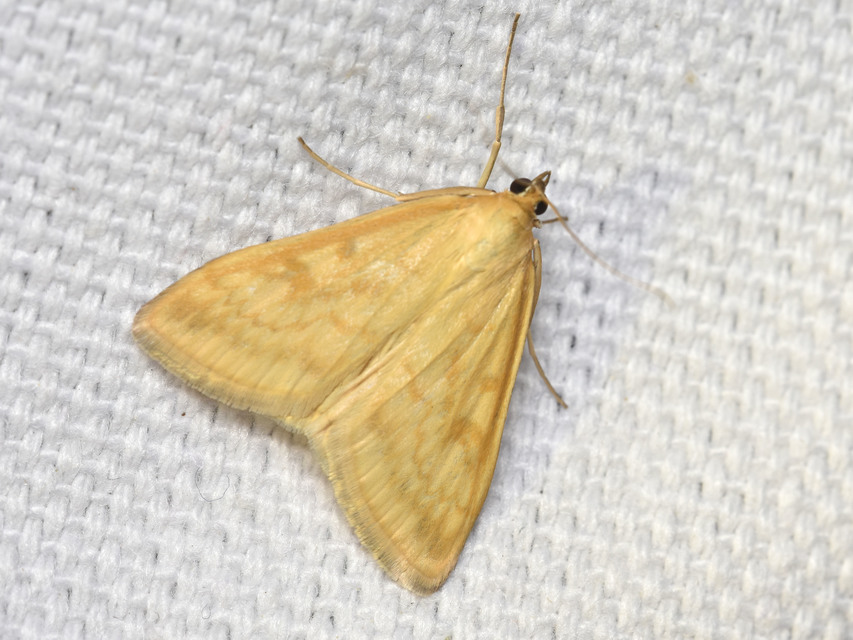 Sitochroa verticalis - világossárga dudvamoly