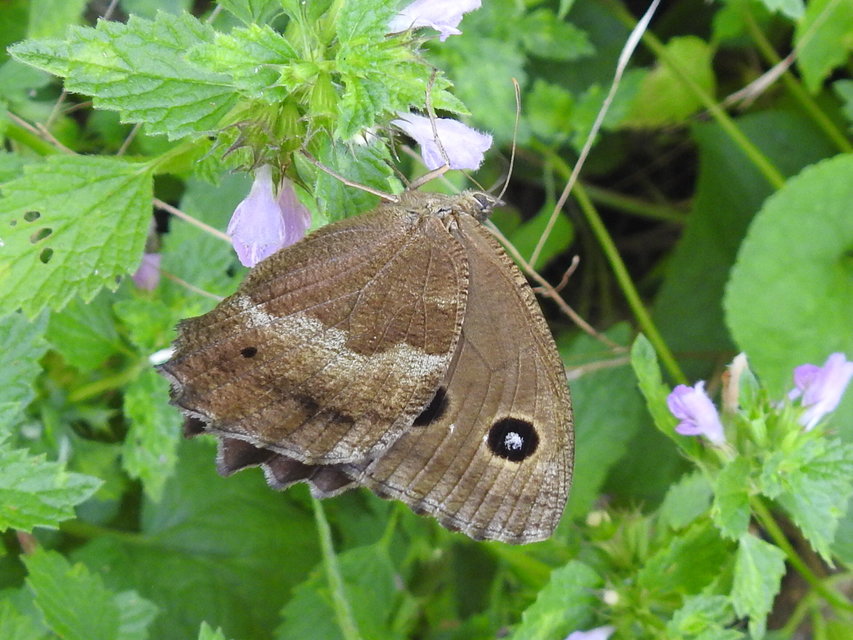 Minois dryas - fekete szemeslepke Minois dryas - fekete szemeslepke