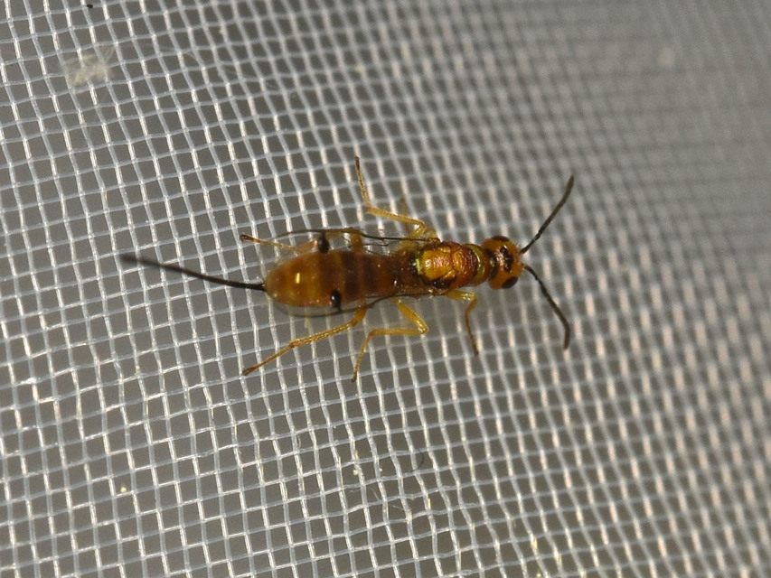 Braconidae - gyilkosfürkészek