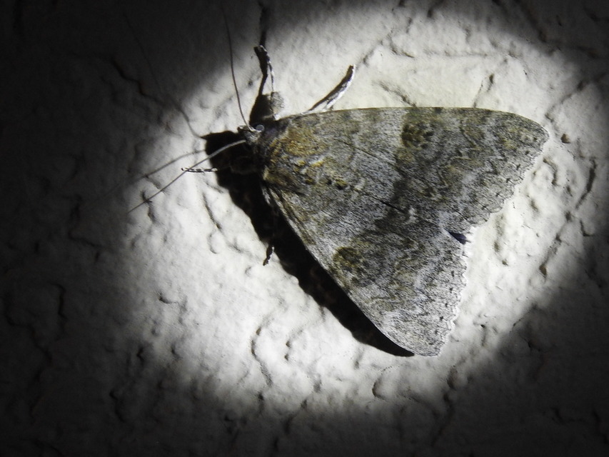 Catocala nupta - piros övesbagoly