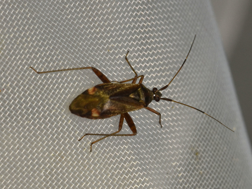 Closterotomus fulvomaculatus - komlópoloska Closterotomus fulvomaculatus - komlópoloska