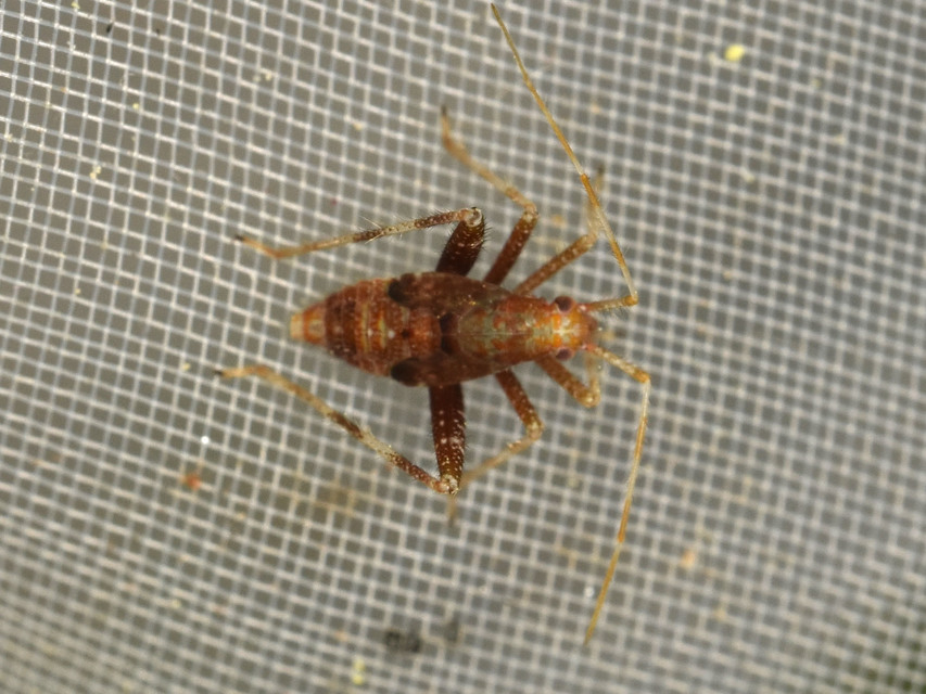 Phytocoris