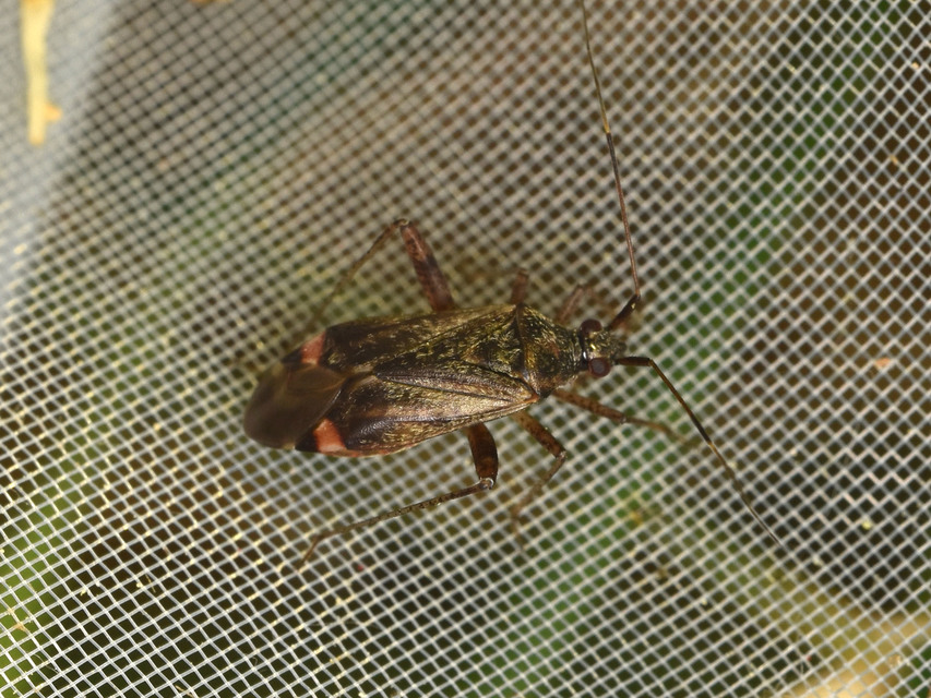 Closterotomus fulvomaculatus - komlópoloska Closterotomus fulvomaculatus - komlópoloska