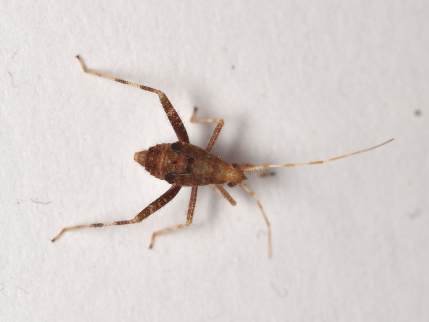 Phytocoris