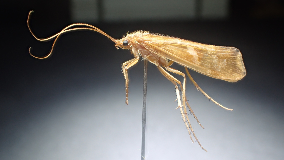 Trichoptera - Tegzesek