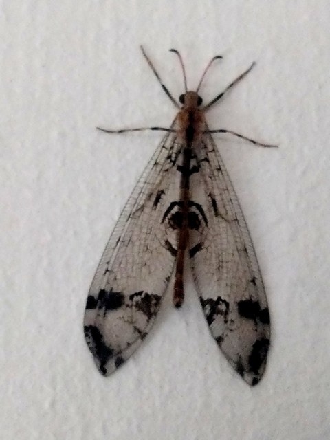 Dendroleon pantherinus - párducfoltos hangyaleső
