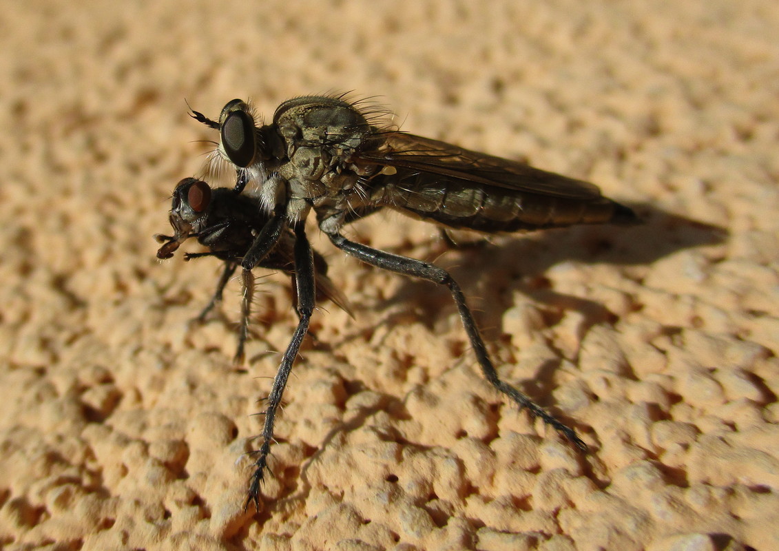 Philonicus albiceps