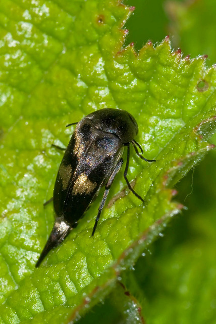 Variimorda villosa - szalagos maróka