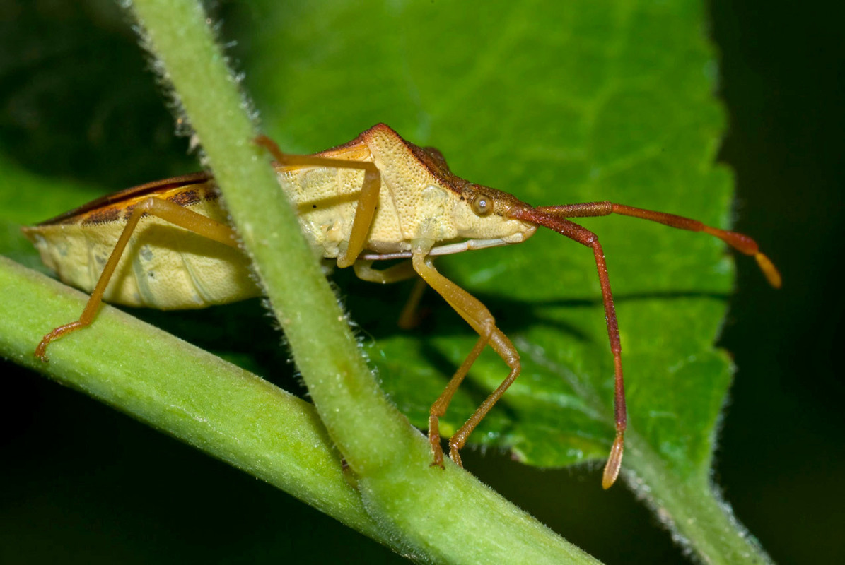 Gonocerus acuteangulatus - aranypetés karimáspoloska