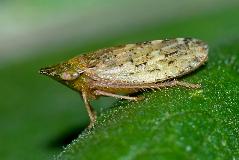 Aphrodes