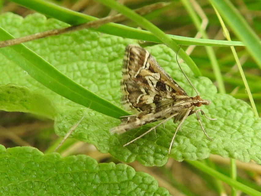 Diasemia reticularis - betűmintás tűzmoly