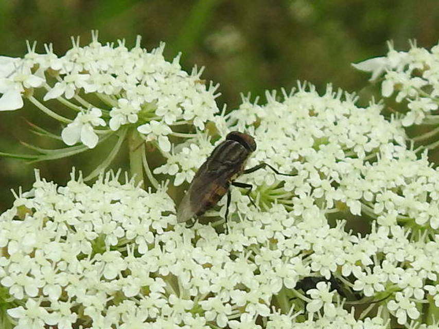 Stomorhina lunata - sáskaparazita légy