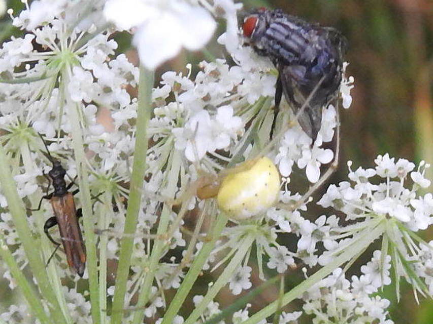 Enoplognatha ovata/latimana