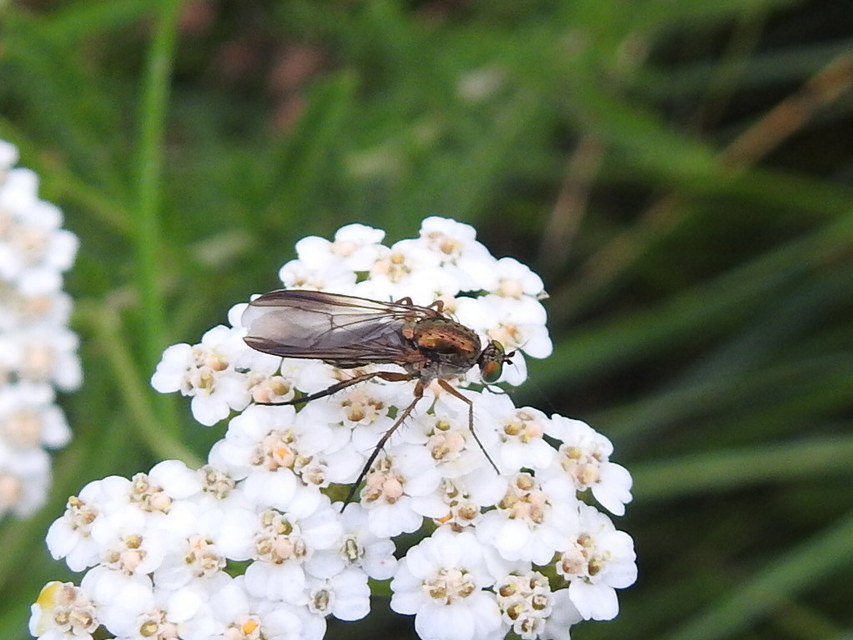 Dolichopodidae - szúnyoglábú legyek