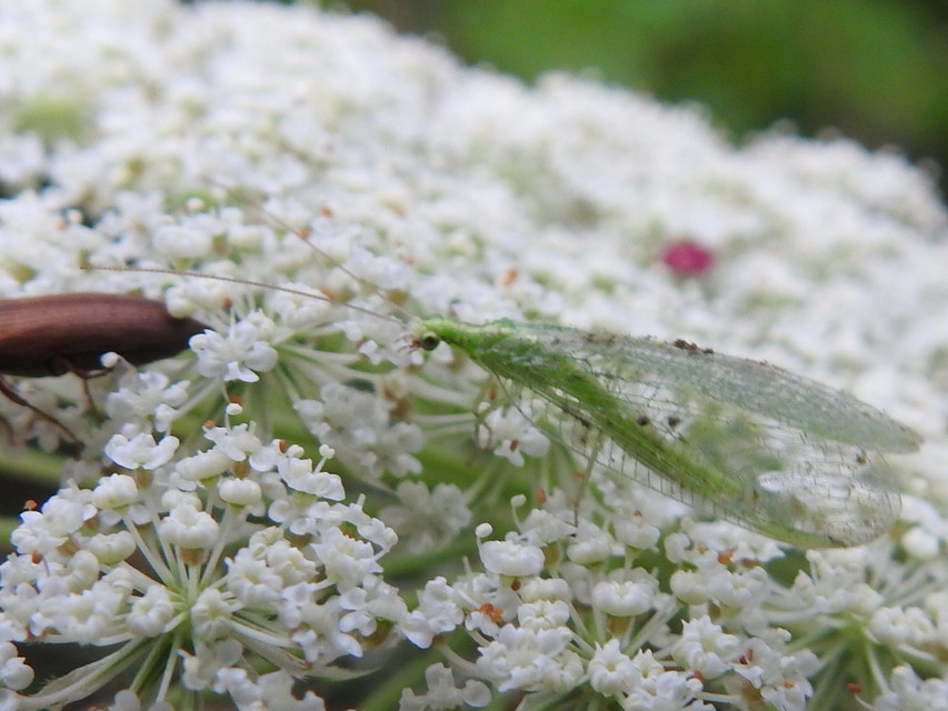 Chrysopidae - zöldfátyolkák