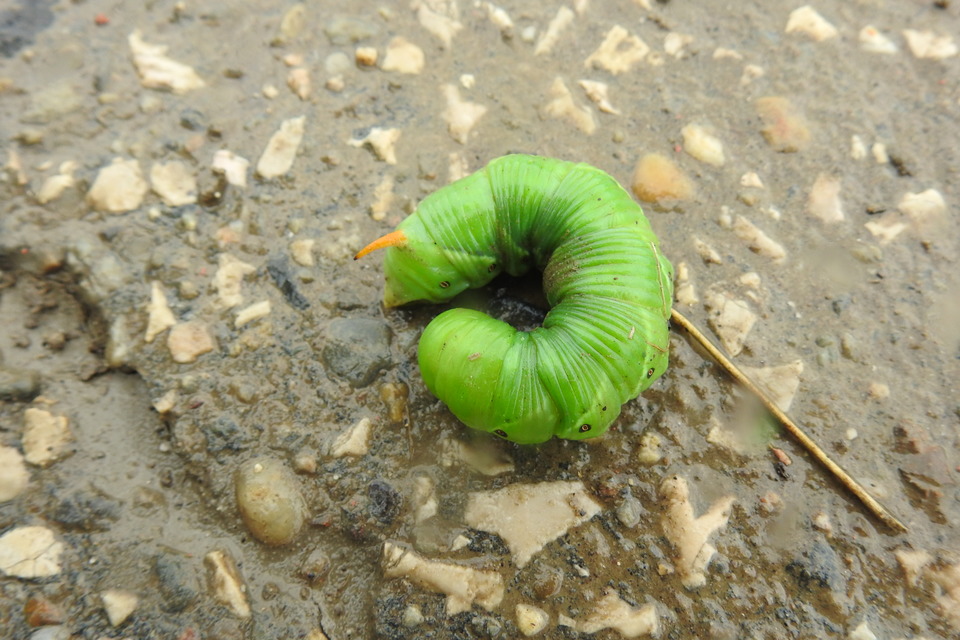 Agrius convolvuli - szulákszender