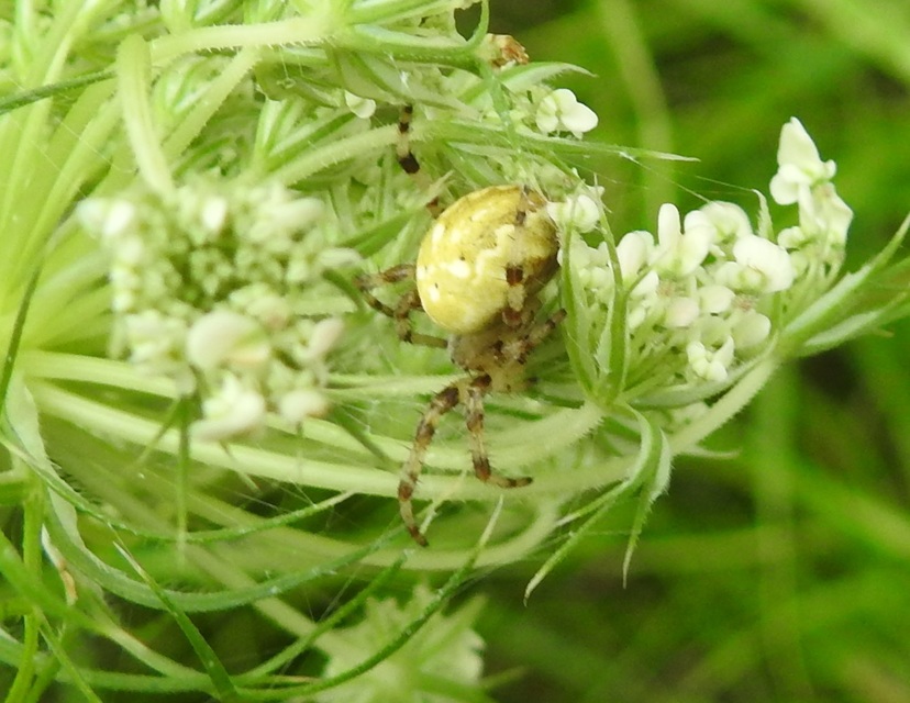 Araneus quadratus - négyes keresztespók