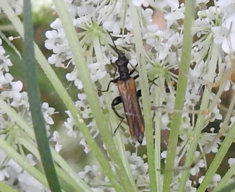 Oedemera femorata - sárgahátú álcincér