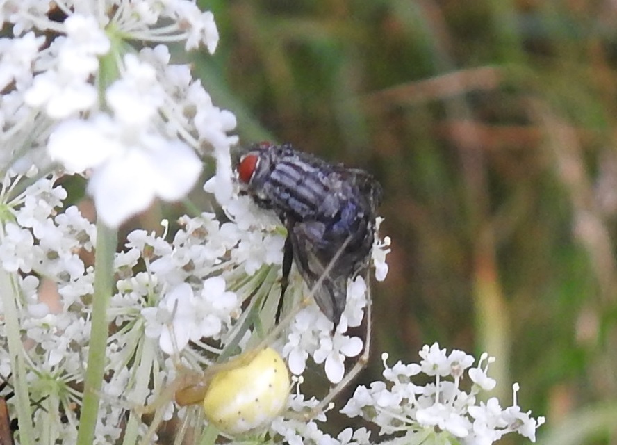 Sarcophagidae - húslégyfélék