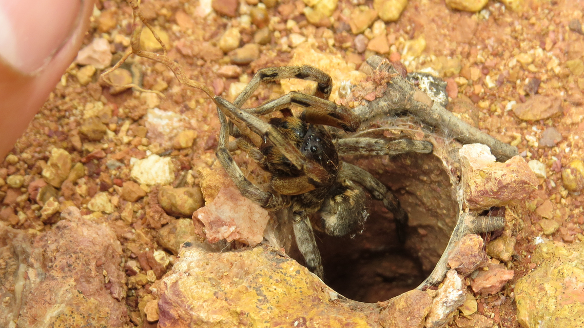 Geolycosa vultuosa - pokoli cselőpók