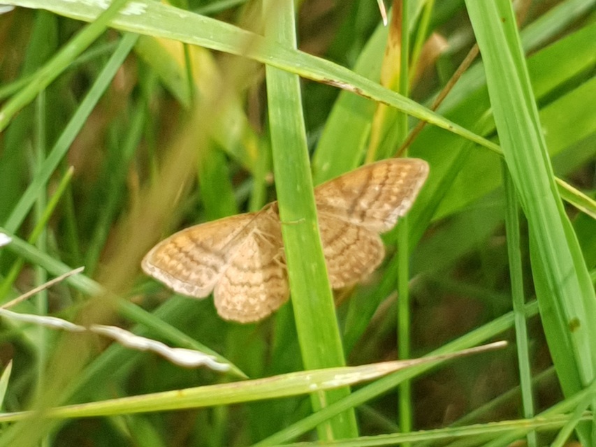 Idaea ochrata - okkerszínű sávosaraszoló