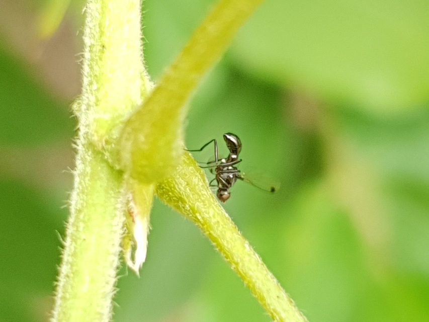 Sepsidae - billegetőlégyfélék