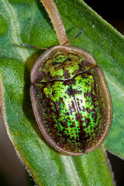 Cassida canaliculata - karimás pajzsbogár