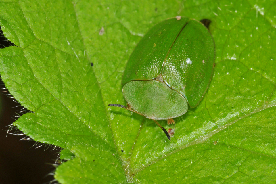 Cassida viridis - zöld pajzsbogár Cassida viridis - zöld pajzsbogár