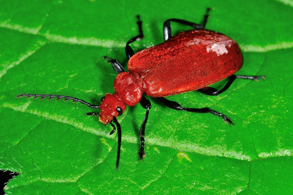 Pyrochroa serraticornis - közép-bíborbogár
