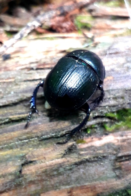 Anoplotrupes stercorosus - erdei álganéjtúró