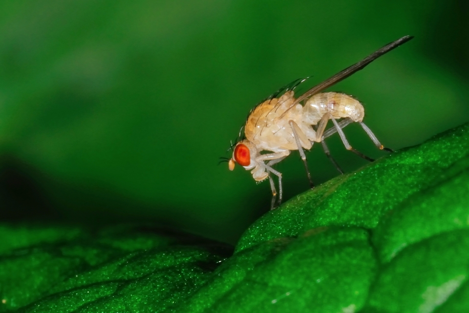 Lauxaniidae - pudvalegyek