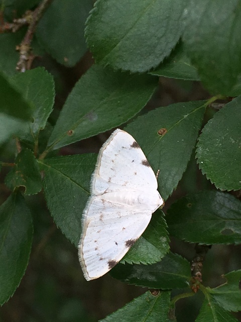 Lomographa bimaculata - kétpontos fehéraraszoló