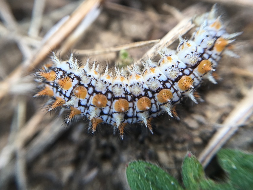 Melitaea didyma - tüzes tarkalepke