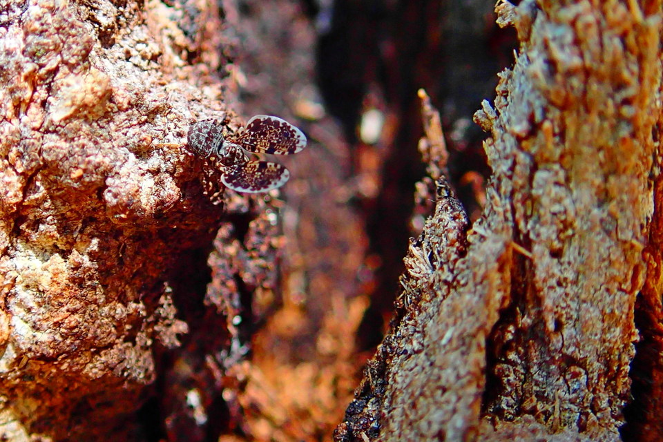 Callopistromyia annulipes - pávalégy