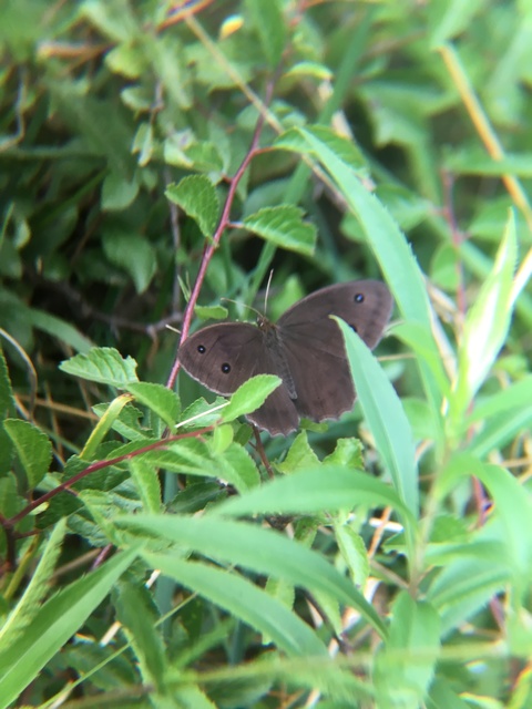 Minois dryas - fekete szemeslepke Minois dryas - fekete szemeslepke