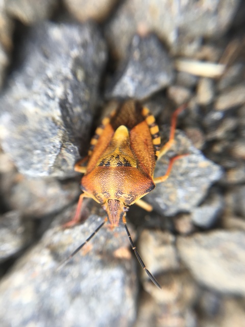 Carpocoris