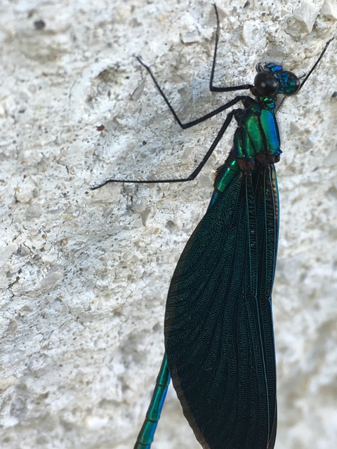 Calopteryx virgo - kisasszony-szitakötő