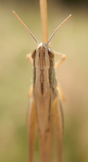 Euchorthippus declivus - rövidszárnyú rétisáska