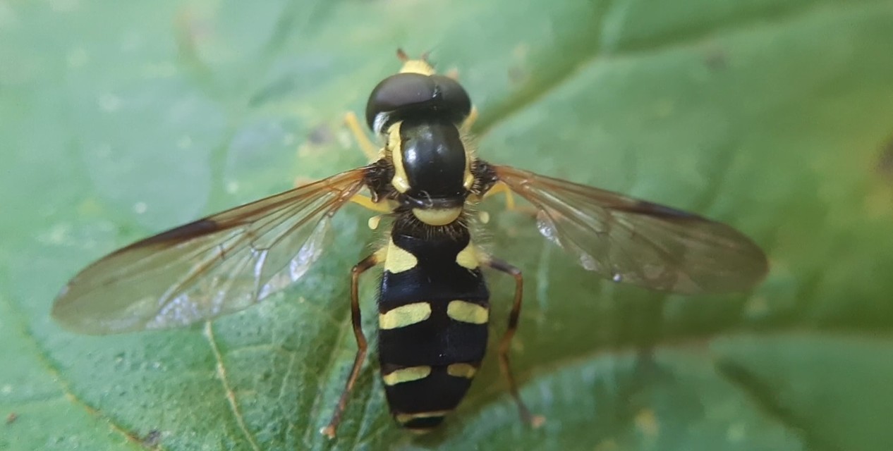 Xanthogramma pedissequum - gyakori oldalsávoslégy