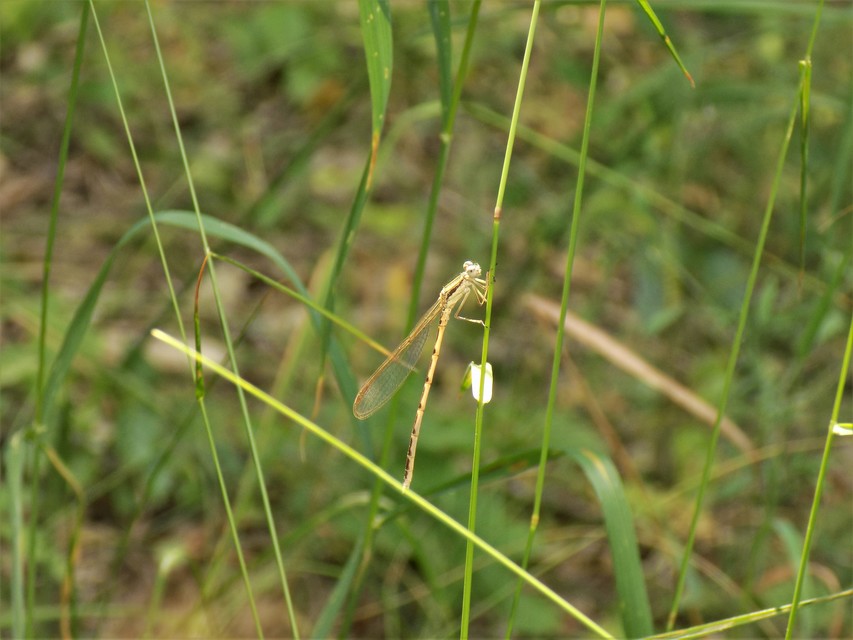 Sympecma fusca - téli rablószitakötő