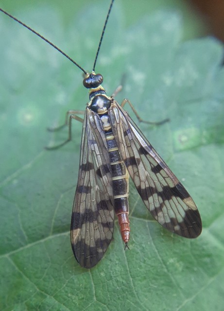 Panorpa vulgaris