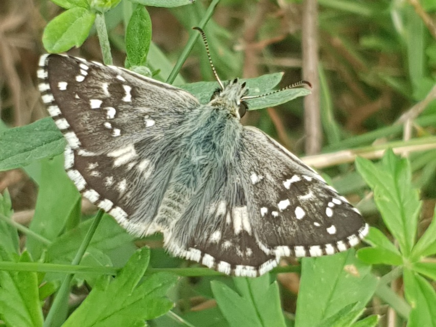 Pyrgus armoricanus - feles busalepke