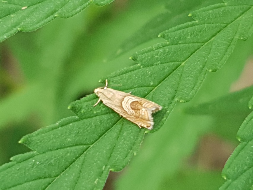 Grapholita delineana - kis kendermoly
