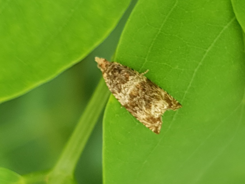 Celypha flavipalpana - öthorgú tükrösmoly