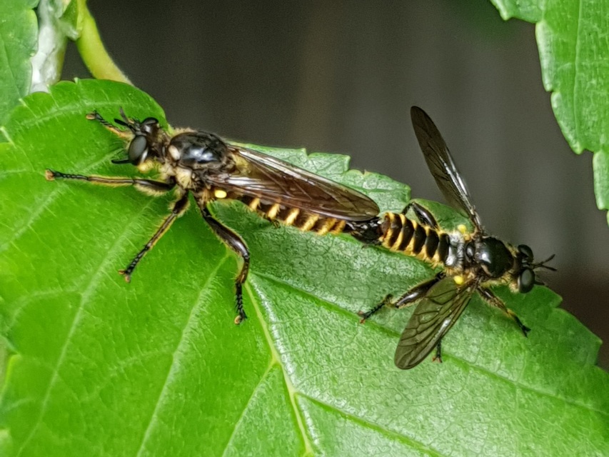 Choerades fimbriata