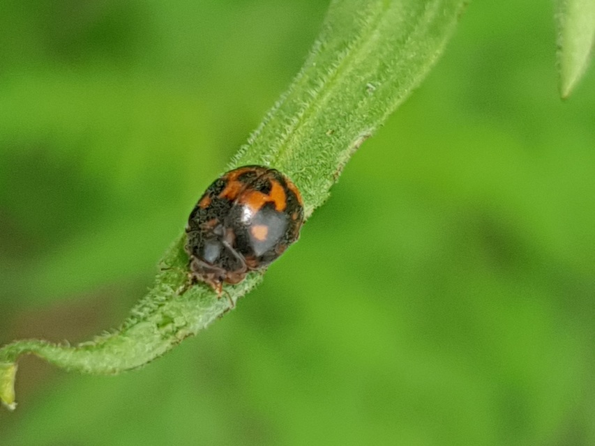 Subcoccinella vigintiquatuorpunctata - lucernaböde