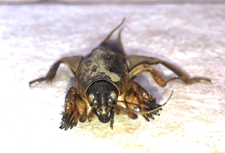Gryllotalpa
