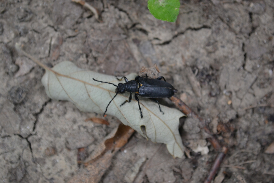 Stictoleptura scutellata - hegyi virágcincér