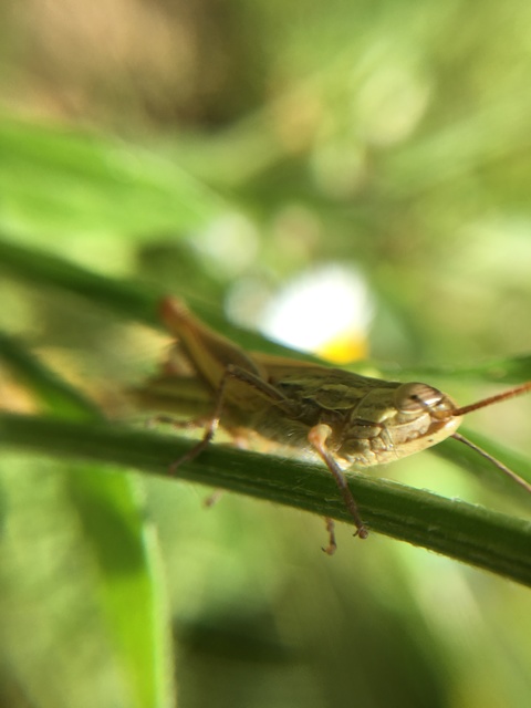 Euchorthippus declivus - rövidszárnyú rétisáska